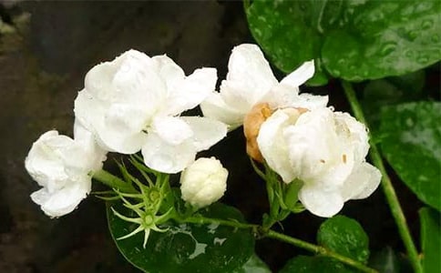 ���׵������x���