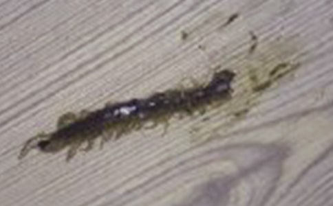 小蜈蚣的`新鞋優(yōu)秀作文500字