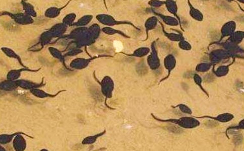 �˽̰桶С����ҋ������̌W(xu��)��˼