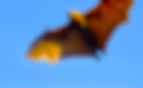 優質課《蝙蝠和雷達》教學設計范文(精選10篇)