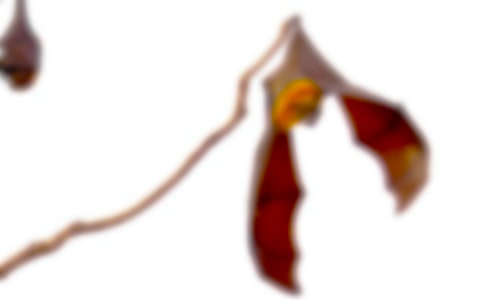 �����������ɡ���x��