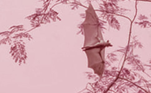 ������������ģ����x21ƪ��