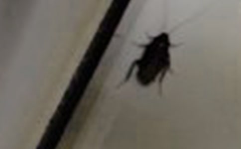 在家打蟑螂作文500字